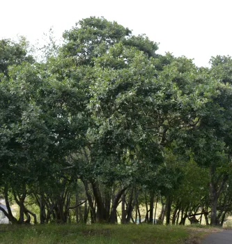 Field shot of a large green tree with multiple trunks.