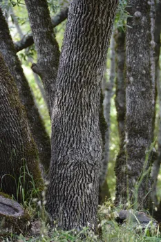 Up close of bark of a Oregon white oak. The bar is dark grey to brown with irregular furrows.