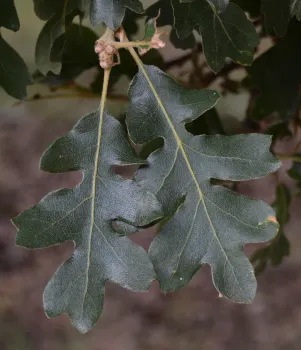 Up close of leaves from Oregon white oak. The leaves are larger with 5 - 7 rounded lobes and dark glossy green.