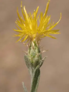 Yellow thistle-like wildflower with spiny green bracts on blurred brown background