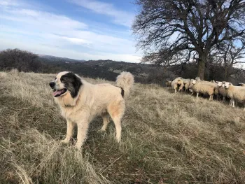a guardian dog stands in the foreground, a flock of sheep behind him on a range