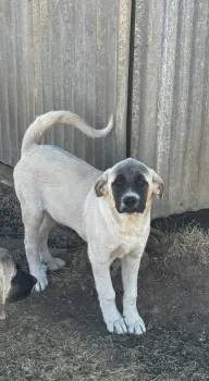 a young dog looks attentively at the camera