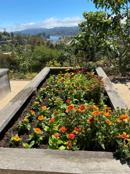 raised garden bed planted with cut flowers