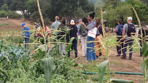 A group of people look at crops growing in field