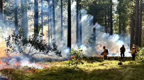 FTREX trainer and trainees practicing firing in a forest understory, with smoke filtering through the trees