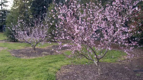 Two blooming peach trees in a green lawn with evergreen trees in background