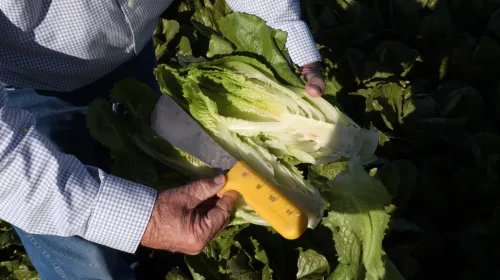 Someone holds a lettuce cut in half in their hands