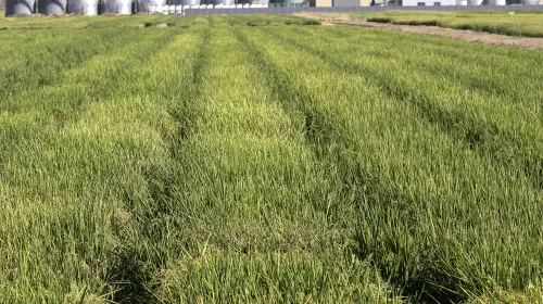 Rows of rice growing in a field