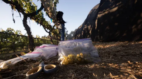 Ground-level view of a grape harvest scene with scissors and bags of harvested grapes