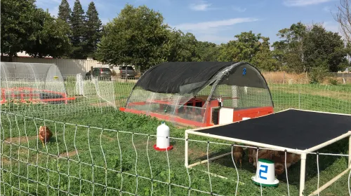 A chicken struts on green grass inside a fence. Inside the fence is a include a covered coop and a solid tarp structure with chickens under it. 