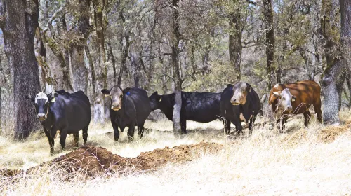 Five cows, black and brown, with tags in the ears, peek out between trees on rangeland