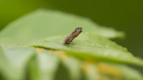 Adult Asian citrus psyllid on a green leaf