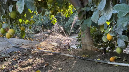 Lemons irrigated with fan jet micro sprinklers