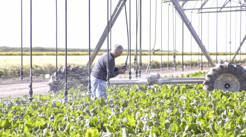 Man in gray jacket inspects overhead sprinkler irrigaton system above green crops in the Central Valley