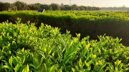 Tea field from an angle backlit by the sun