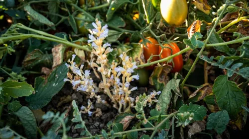 Branched broomrape growing among tomatoes in a research field