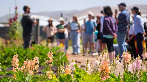 Flowers with people in the background.