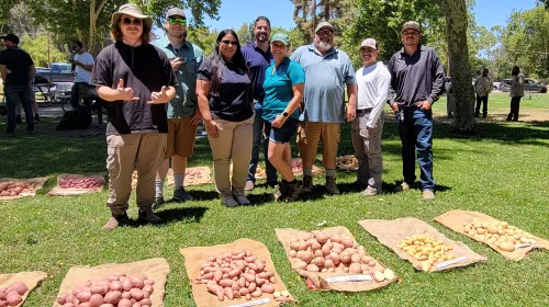 Leonel Jimenez (center) smiles with the potato variety trial team as potatoes are displayed on burlap sacks on the grass