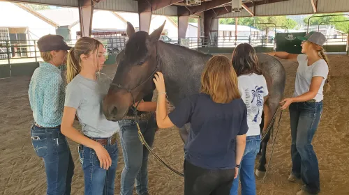 Four young people pet the front of a brown horse while looking at the instructor do something with the horse's tail or behind