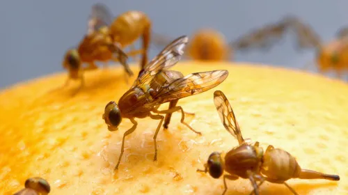Mexican fruit flies land on a grapefruit