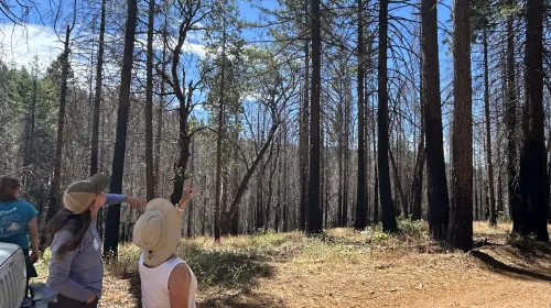 Post-Fire Forest Resilience workshop participants point up at trees in the Caldor Fire footprint