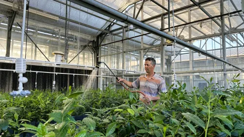 Kearney REC employee Ryan Puckett uses a wand to water tea plants in a greenhouse