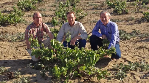 From left, 5.	Matthew Fidelibus, Mark Battany, Larry Bettiga crouch to examine old vine Zinfandel vine in the Cucamonga Valley