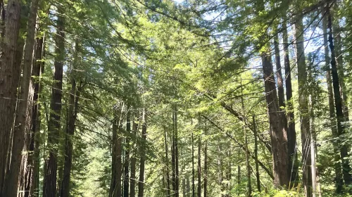 Two-lane road through tall trees from perspective of riding inside a car