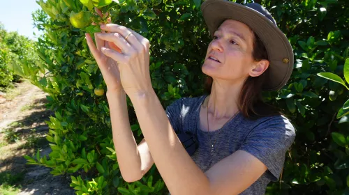 Sarah Weil looks at a leaf as she inspects trees on her Twin Tree Farms