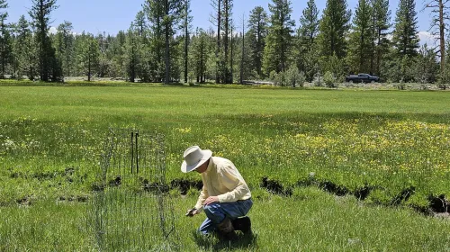 David kneeling in green field putting a protective wire screen around something
