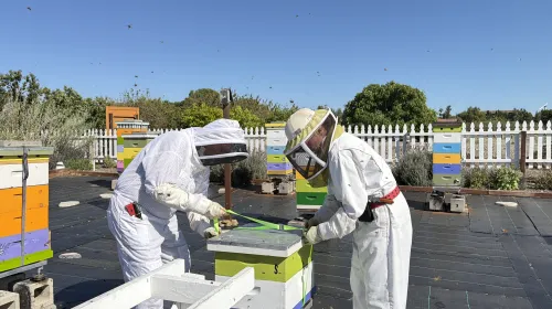 Dos pesonas vestidas con traje de protección blanca preparan una caja para poner en el apiario.