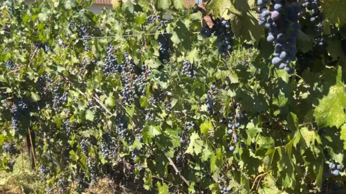 Many clusters and grapes on a vine in an unpruned, mothballed vineyard