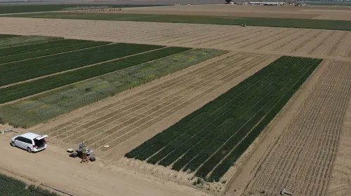 Aerial view of fields showing differences in growth of various winter grain crops under different irrigation