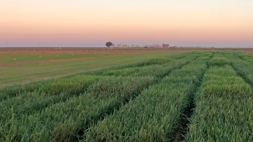 Warm colors of the horizon sky above green fields of winter grain crops