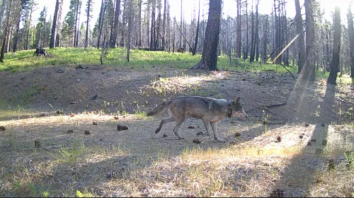 Gray wolf walks through a clearing in the woods, as seen on a trail camera