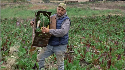 A man carries a box of leafy greens from the field