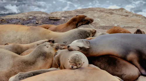 Sea lions rest together at a cove in La Jolla, California