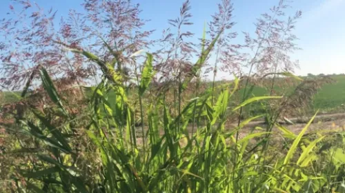 Johnsongrass growing in a field