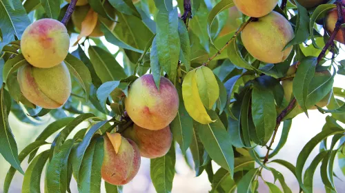 A handful of peaches on the branches of a peach tree