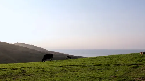 Cattle graze on a hillside overlooking the ocean