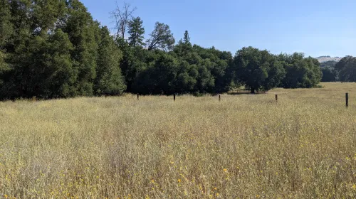 Golden dry meadow with scattered oak trees under clear blue sky; in the foreground and throughout the field are yellow flowers with sharp, spiky thorns