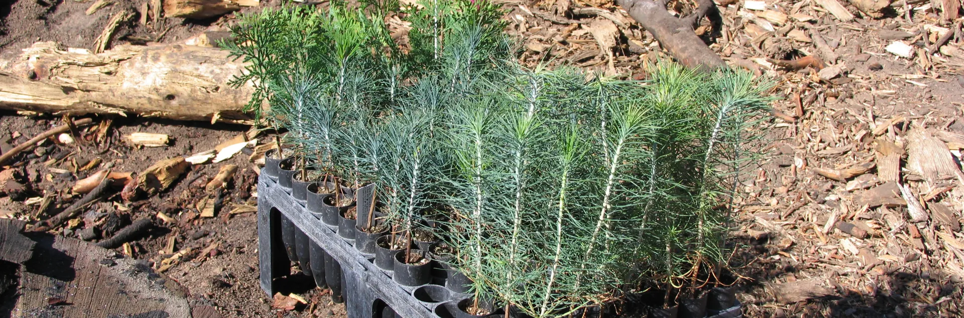 Containerized planting stock ready to reforest an area burned by high severity fire