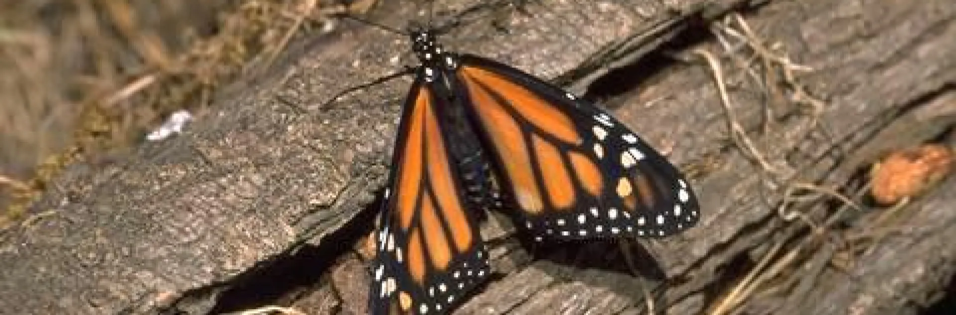 Monarch butterfly