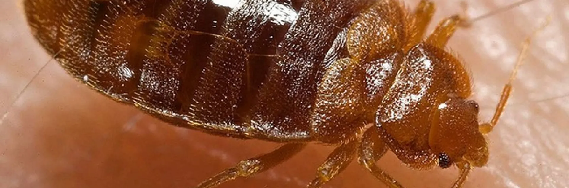 Bed bug, Cimex lectularius, shown here ingesting a blood meal from the arm of a “voluntary” human host, is wreaking havoc locally, nationally and globally.(Photo by Piotr Naskrecki, published by Centers for Disease Control and Prevention on the Wikipedia website.)