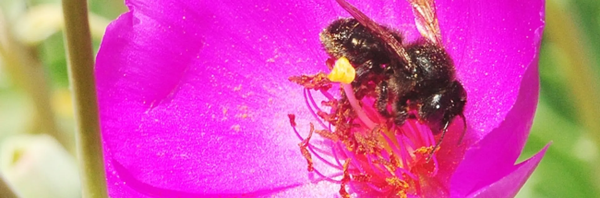 An Uncommon Bee | Bug Squad