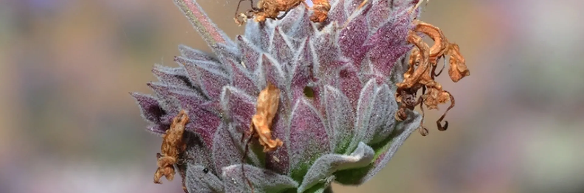 Praying mantis on Cleveland sage (Salvia clevelandii). (Photo by Kathy Keatley Garvey