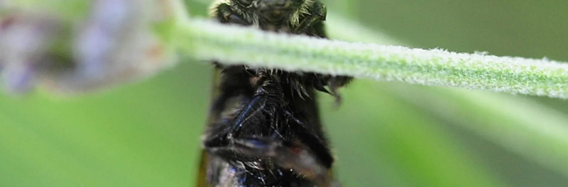 Male yellow-faced bumble bee, Bombus vosnesenskii, appears to be doing a chin up. (Photo by Kathy Keatley Garvey)