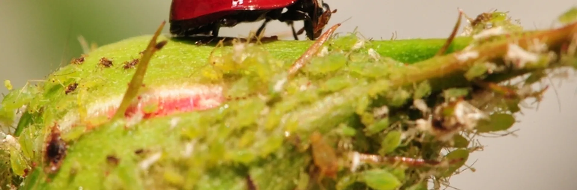 How do beneficial insects such as lady beetles utilize the landscape? Claudio Gratton will explain how in his April 10 lecture. (Photo by Kathy Keatley Garvey)