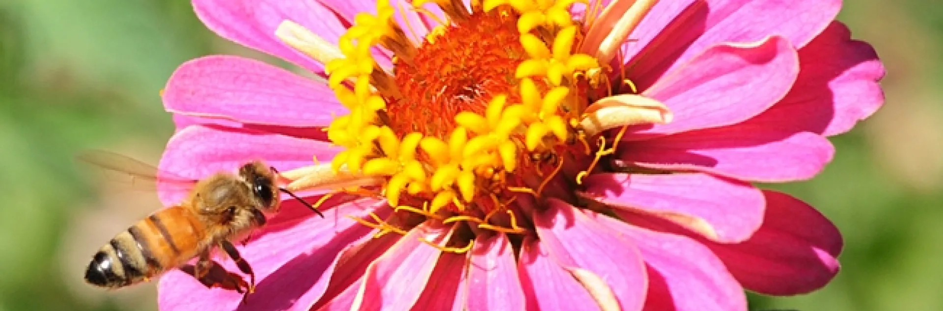 Honey Bees: Zeroing in on the Zinnias | Bug Squad