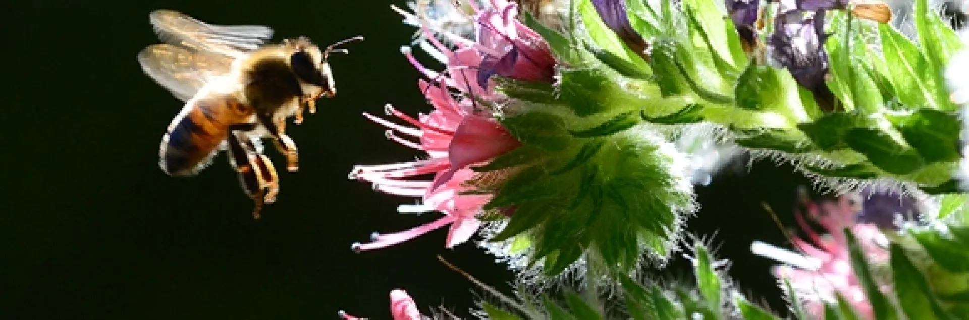 Backlit honey bee heading toward tower of jewels in the early morning. (Photo by Kathy Keatley Garvey)